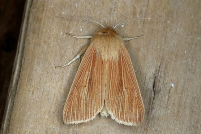 Common Wainscot (Mythimna pallens), adult. Ouston, 14-07-2019. Copyright Verna Atkinson.