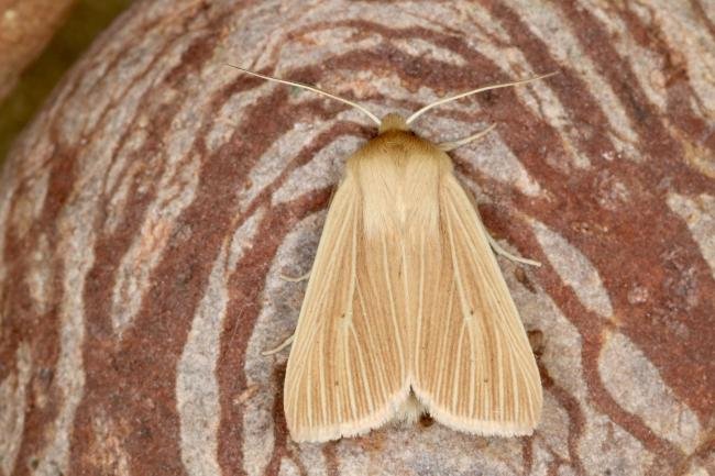 Common Wainscot (Mythimna pallens), adult. Ouston, 25-06-2022. Copyright Verna Atkinson.