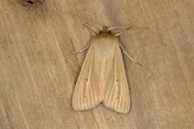 Common Wainscot (Mythimna pallens), adult. Ouston, 19-06-2019. Copyright Verna Atkinson.