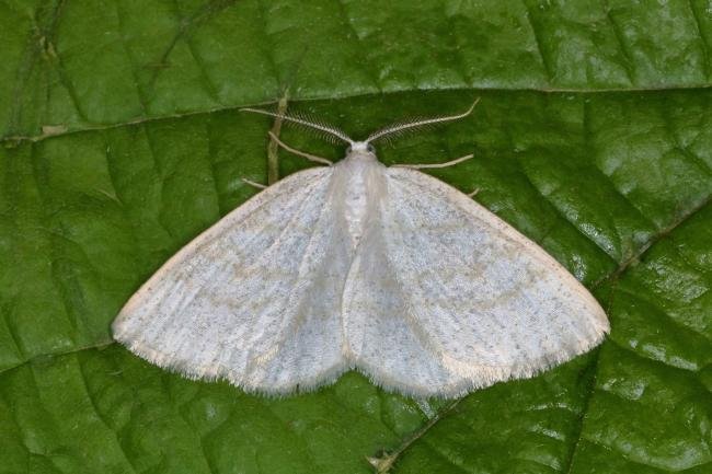 Common White Wave (Cabera pusaria), adult. Ouston, 10-06-2016. Copyright Verna Atkinson.