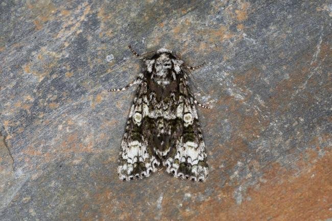 Coronet (Craniophora ligustri), adult. Ouston, 22-06-2023. Copyright Verna Atkinson.