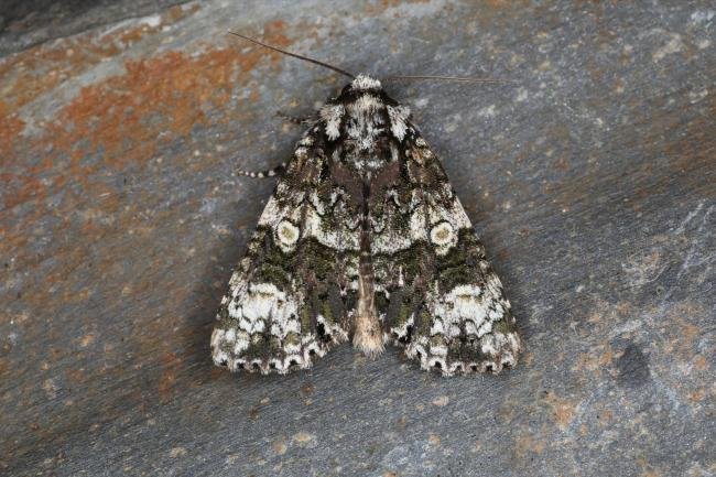 Coronet (Craniophora ligustri), adult. Ouston, 22-06-2023. Copyright Verna Atkinson.