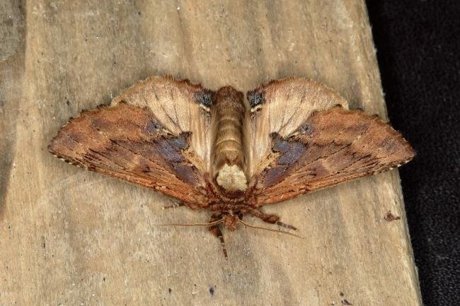 Coxcomb Prominent (Ptilodon capucina), adult. Ouston, 29-05-2018. Copyright Verna Atkinson.