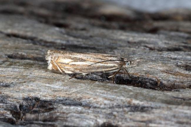 Crambus lathoniellus, adult. Ouston, 04-06-2016. Copyright Verna Atkinson.