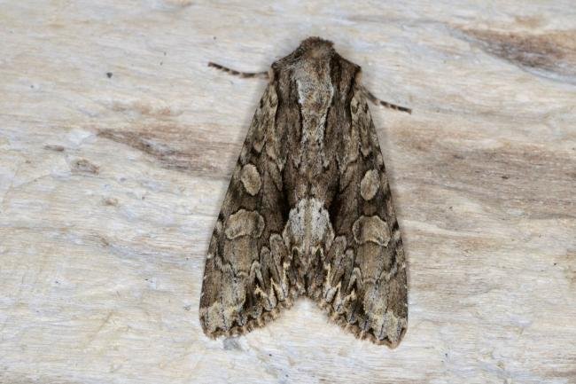 Dark Arches (Apamea monoglypha), adult. Ouston, 13-07-2020. Copyright Verna Atkinson.