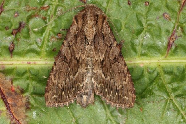 Dark Arches (Apamea monoglypha), adult. Ouston, 24-06-2016. Copyright Verna Atkinson.