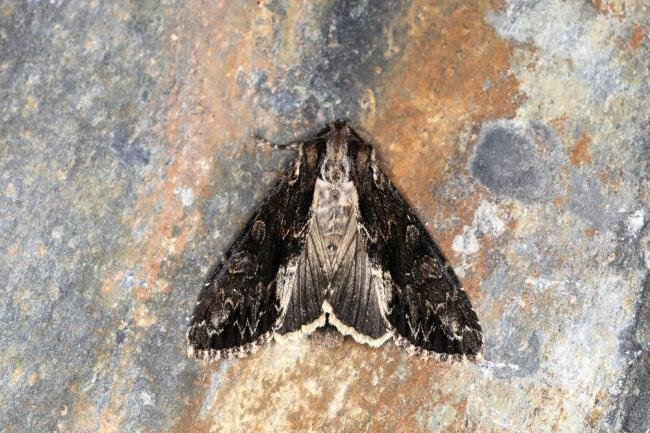 Dark Arches (Apamea monoglypha) f. aethiops, adult. Ouston, 27-06-2023. Copyright Verna Atkinson.