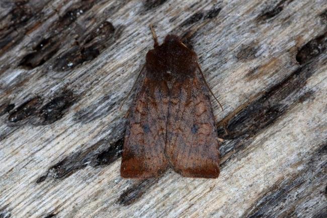 Dark Chestnut (Conistra ligula), adult. Ouston, 04-10-2015. Copyright Verna Atkinson.