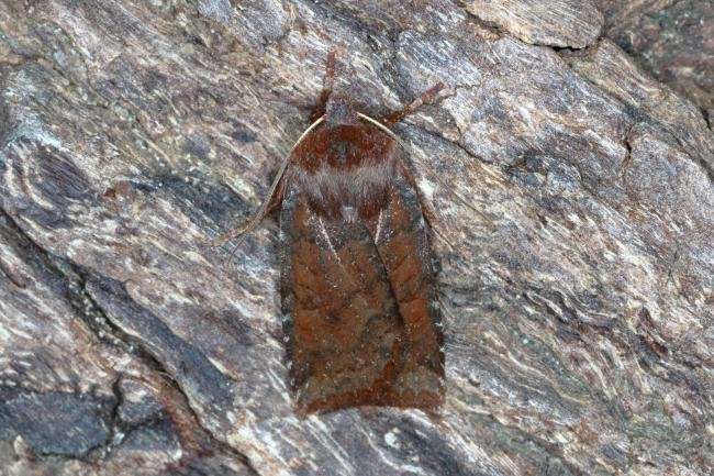 Dark Chestnut (Conistra ligula), adult. Ouston, 09-10-2015. Copyright Verna Atkinson.