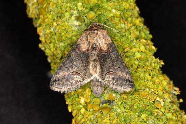 Dark Spectacle (Abrostola triplasia), adult. Ouston, 11-09-2018. Copyright Verna Atkinson.