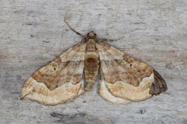 Dark Spinach (Pelurga comitata), adult. Ouston, 02-08-2016. Copyright Verna Atkinson.