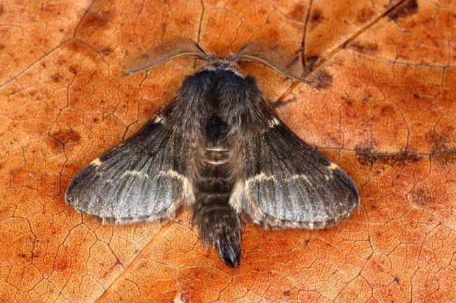 December Moth (Poecilocampa populi), adult. Ouston, 02-11-2019. Copyright Verna Atkinson.