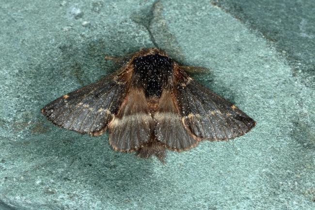 December Moth (Poecilocampa populi), adult. Ouston, 27-11-2019. Copyright Verna Atkinson.