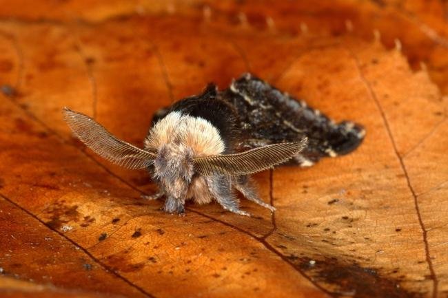 December Moth (Poecilocampa populi), adult. Ouston, 08-12-2019. Copyright Verna Atkinson.