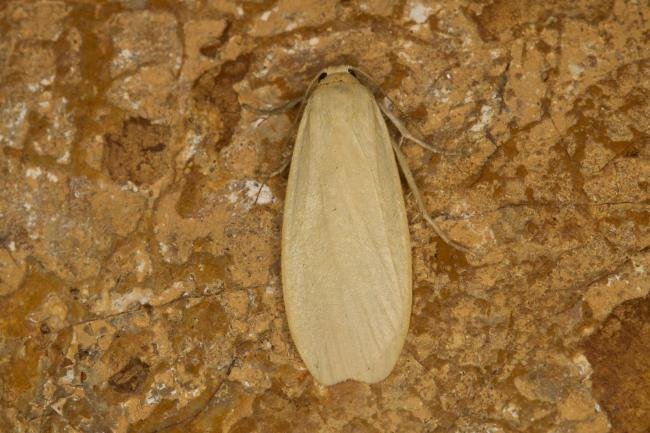 Dingy Footman (Eilema griseola) f. stramineola, adult. Ouston, 28-08-2021. Copyright Verna Atkinson.