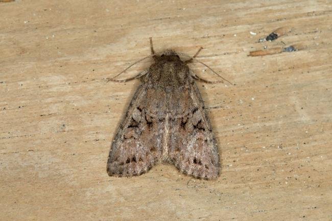 Dingy Shears (Apterogenum ypsillon), adult. Ouston, 23-07-2018. Copyright Verna Atkinson.