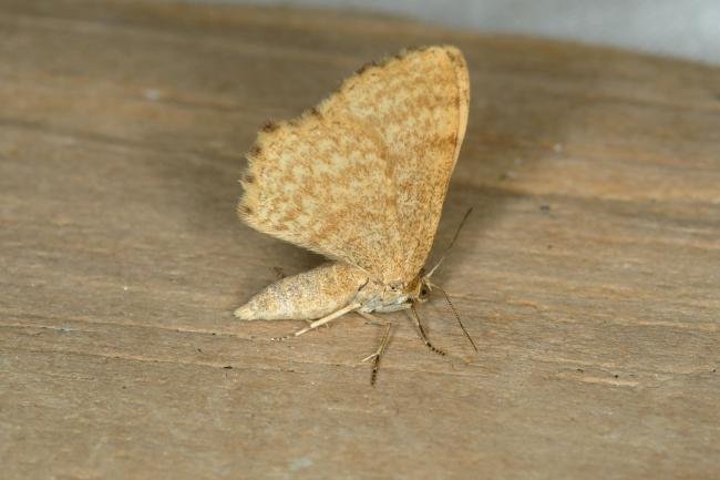 Dingy Shell (Euchoeca nebulata), adult. Ouston, 23-07-2018. Copyright Verna Atkinson.