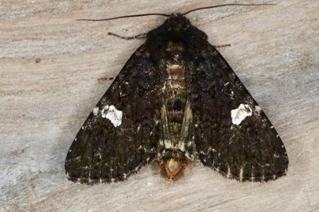 Dot Moth (Melanchra persicariae), adult. Ouston, 26-07-2020. Copyright Verna Atkinson.