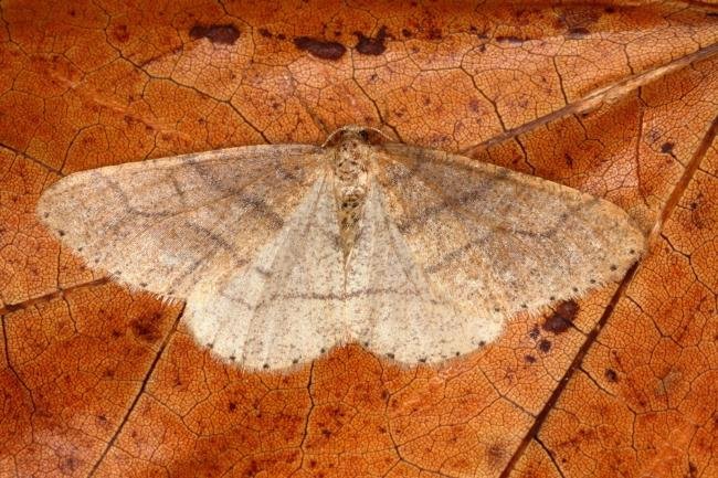 Dotted Border (Agriopis marginaria), adult. Ouston, 14-03-2016. Copyright Verna Atkinson.