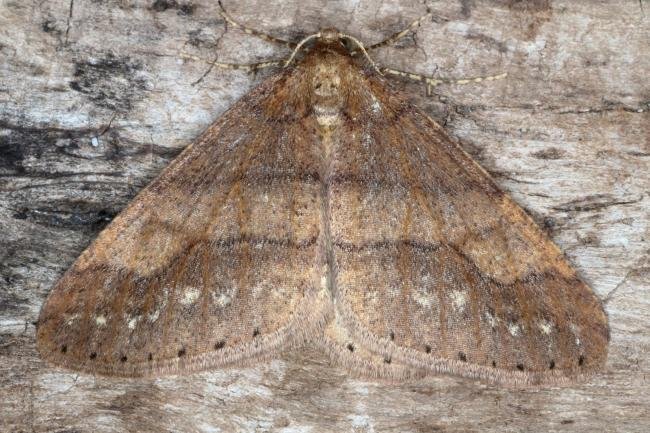 Dotted Border (Agriopis marginaria), adult. Ouston, 17-02-2017. Copyright Verna Atkinson.