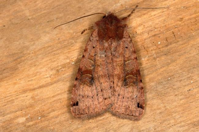 Dotted Clay (Xestia baja), adult. Ouston, 09-07-2019. Copyright Verna Atkinson.