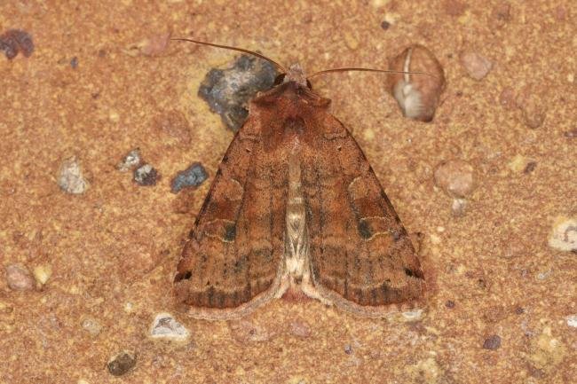 Dotted Clay (Xestia baja), adult. Ouston, 13-07-2022. Copyright Verna Atkinson.