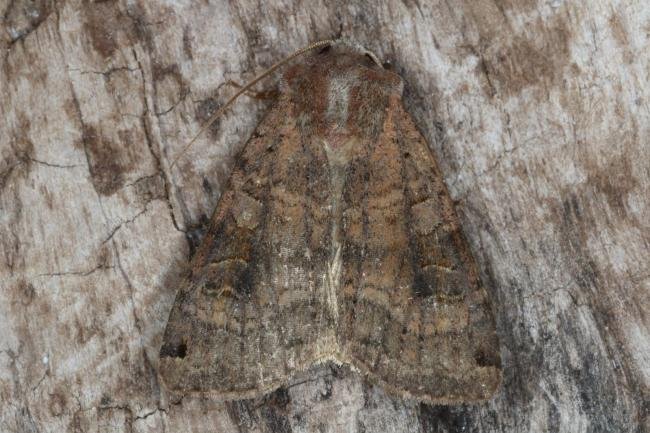 Dotted Clay (Xestia baja), adult. Ouston, 01-08-2016. Copyright Verna Atkinson.