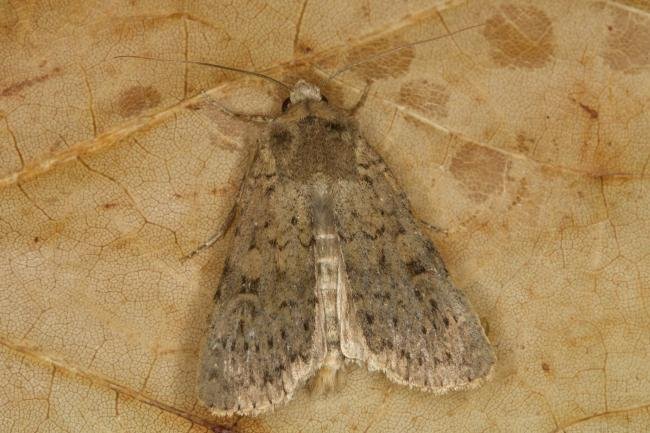 Dotted Rustic (Rhyacia simulans), adult. Ouston, 20-09-2021. Copyright Verna Atkinson.