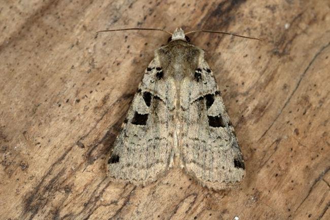 Double Square-spot (Xestia triangulum), adult. Ouston, 21-06-2020. Copyright Verna Atkinson.