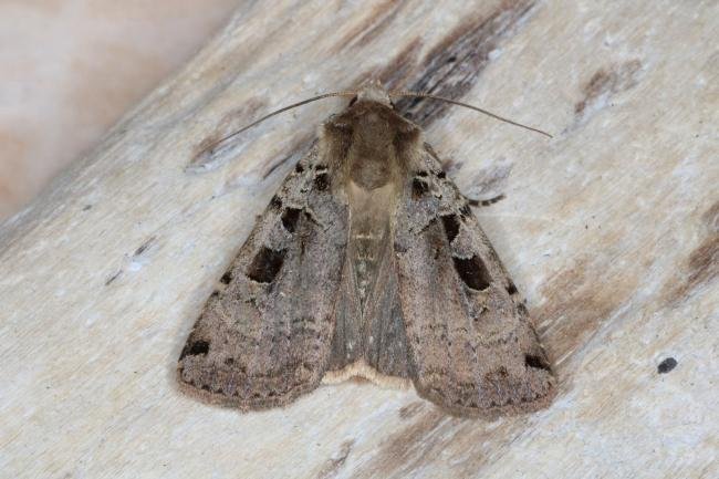 Double Square-spot (Xestia triangulum), adult. Ouston, 26-06-2016. Copyright Verna Atkinson.