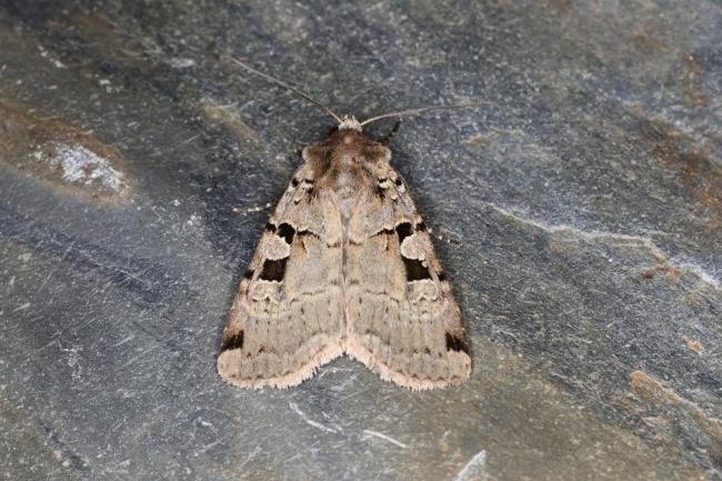 Double Square-spot (Xestia triangulum), adult. Ouston, 17-06-2023. Copyright Verna Atkinson.