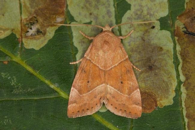 Dun-bar (Cosmia trapezina), adult. Ouston, 24-07-2021. Copyright Verna Atkinson.