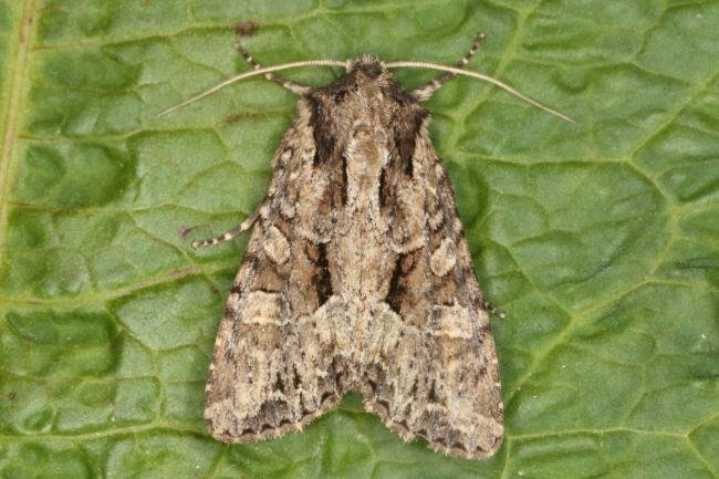 Dusky Brocade (Apamea remissa), adult. Ouston, 24-06-2016. Copyright Verna Atkinson.