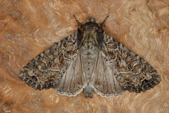 Dusky Brocade (Apamea remissa), adult. Ouston, 07-06-2022. Copyright Verna Atkinson.