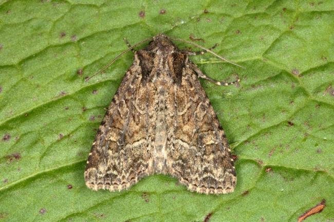 Dusky Brocade (Apamea remissa), adult. Ouston, 09-06-2016. Copyright Verna Atkinson.