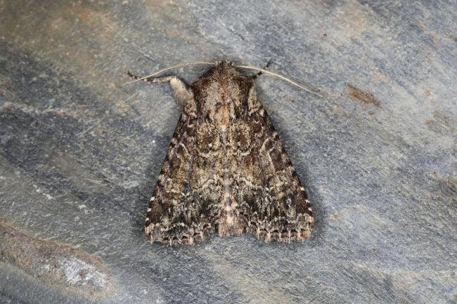 Dusky Brocade (Apamea remissa), adult. Ouston, 18-06-2023. Copyright Verna Atkinson.