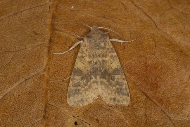 Dusky-lemon Sallow (Cirrhia gilvago), adult. Ouston, 02-10-2021. Copyright Verna Atkinson.