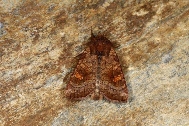 Ear Moth agg. (Amphipoea oculea agg.), adult. Ouston, 11-09-2023. Copyright Verna Atkinson.