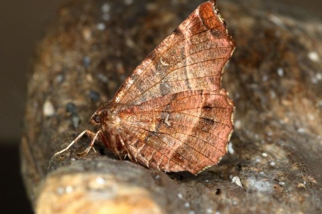 Early Thorn (Selenia dentaria), adult. Ouston, 26-03-2020. Copyright Verna Atkinson.