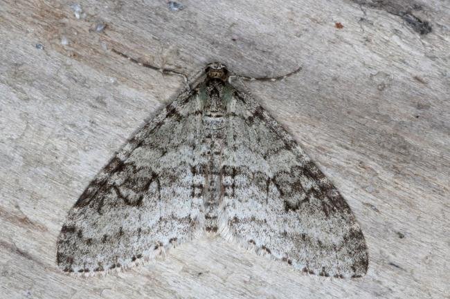 Early Tooth-striped (Trichopteryx carpinata), adult. Ouston, 27-03-2017. Copyright Verna Atkinson.