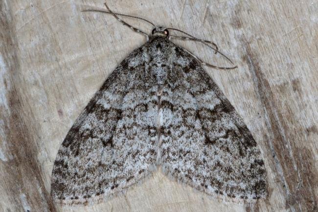 Early Tooth-striped (Trichopteryx carpinata), adult. Ouston, 20-04-2017. Copyright Verna Atkinson.