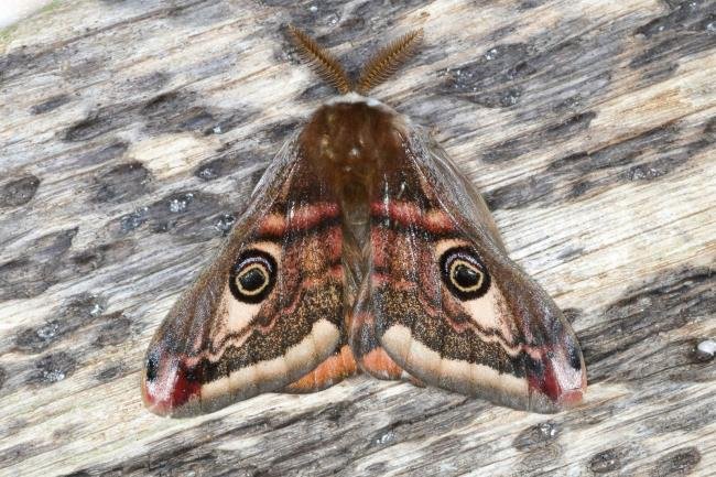 Emperor Moth (Saturnia pavonia), adult. Ouston, 21-04-2016. Copyright Verna Atkinson.