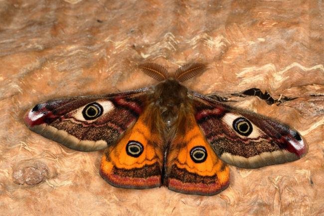 Emperor Moth (Saturnia pavonia), adult. Waldridge Fell, 24-04-2020. Copyright Verna Atkinson.