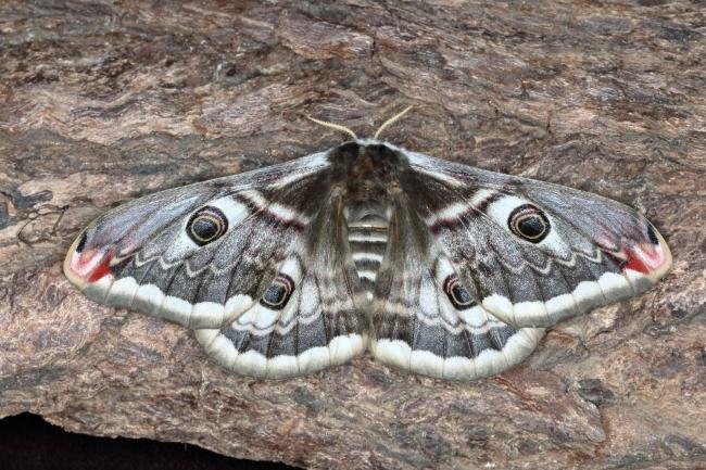 Emperor Moth (Saturnia pavonia), adult. Ouston, 21-04-2017. Copyright Verna Atkinson.