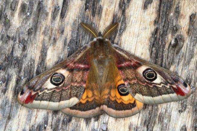 Emperor Moth (Saturnia pavonia), adult. Ouston, 21-04-2016. Copyright Verna Atkinson.