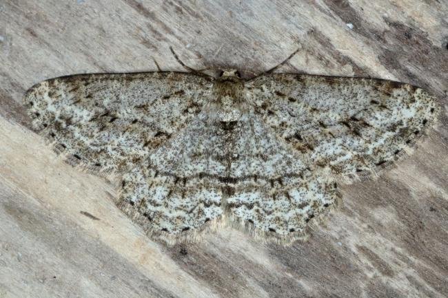 Engrailed (Ectropis crepuscularia), adult. Ouston, 22-04-2017. Copyright Verna Atkinson.