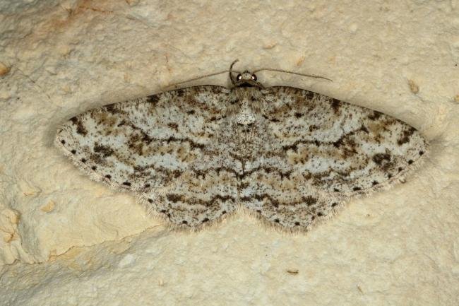 Engrailed (Ectropis crepuscularia), adult. Ouston, 26-05-2020. Copyright Verna Atkinson.