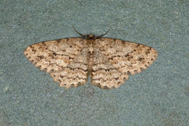 Engrailed (Ectropis crepuscularia), adult. Ouston, 14-05-2018. Copyright Verna Atkinson.