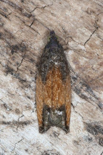 Epinotia nisella, adult. Ouston, 07-09-2016. Copyright Verna Atkinson.