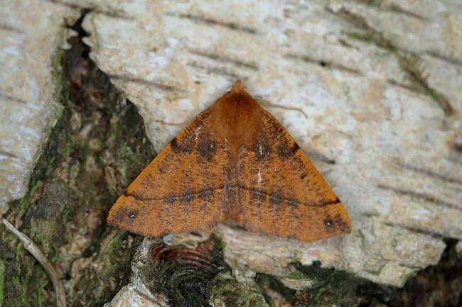 Feathered Thorn (Colotois pennaria), adult. Ouston, 06-11-2018. Copyright Verna Atkinson.